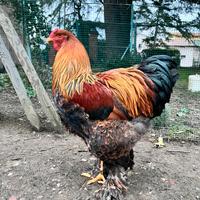 Gallo Brahma Brahama