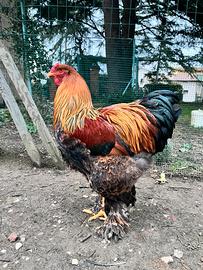 Gallo Brahma Brahama