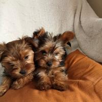 Cuccioli yorkshire