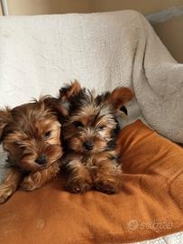 Cuccioli yorkshire