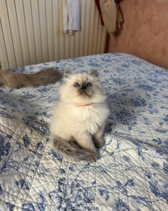 ULTIMI 2 cuccioli siberiani Neva con Pedigree ENFI