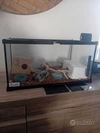 Geco leopardino con teca