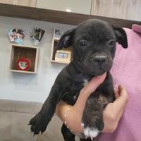 Staffy
