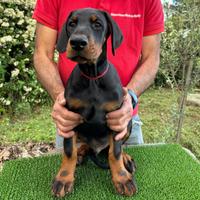 Dobermann Cuccioli Altissima Genealogia