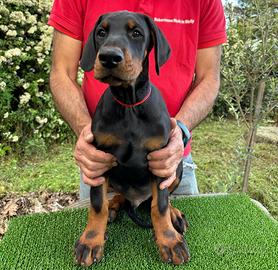Dobermann Cuccioli Altissima Genealogia