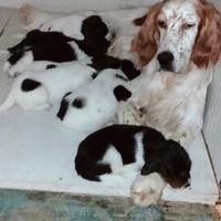 Setter inglese