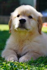 Golden Retriver