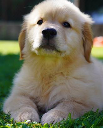 Golden Retriver