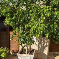 Pianta compreso vaso