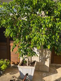 Pianta compreso vaso