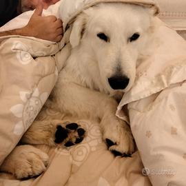 Cuccioli di Pastore Maremmano Abruzzese