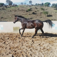 Cavalla Psi 7 anni