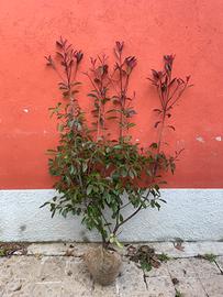 Photinia red robin pianta da siepe h.160