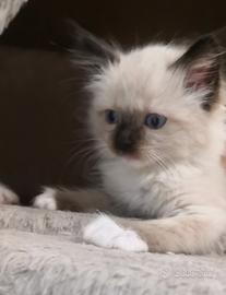 Ragdoll