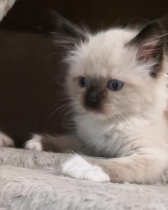 Ragdoll
