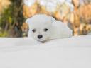 cucciola-di-maltese