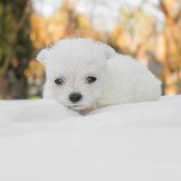 Cucciola di Maltese