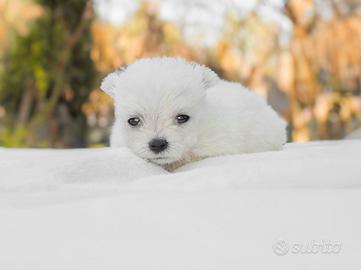 Cucciola di Maltese