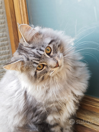 Cuccioli gattini Maine Coon Pedigree senza restriz