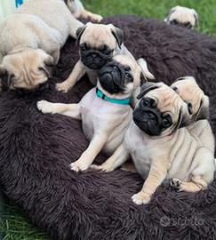 Cuccioli di carlino