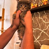 Maine Coon Kitten