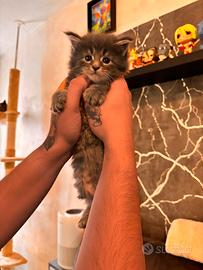 Maine Coon Kitten