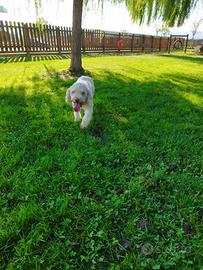 Stallone lagatto offre Lagotto Romagnolo per Monte