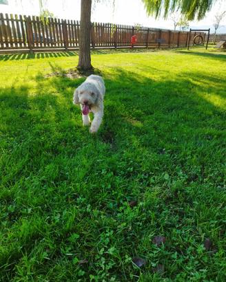 Stallone lagatto offre Lagotto Romagnolo per Monte