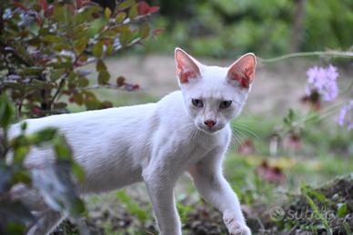 Gatto- cucciolo Red Point maschietto