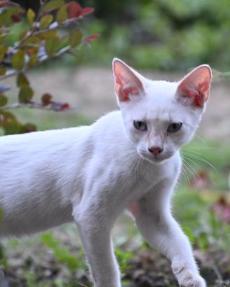 Gatto- cucciolo Red Point maschietto