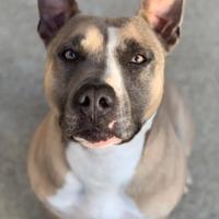 Amstaff
