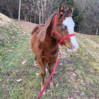 Puledro maschio incrocio paint