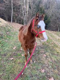 Puledro maschio incrocio paint