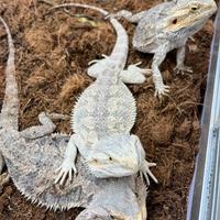 Pogone (drago barbuto) femmine adulte