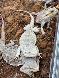 Pogone (drago barbuto) femmine adulte