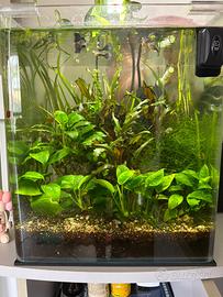 Piante acquario