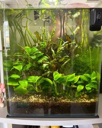 Piante acquario