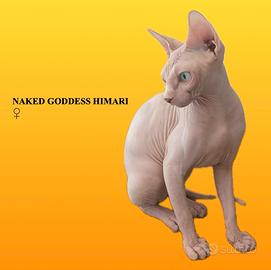 Disponibile per adozione gatta Sphynx canadese