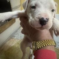 Dogo argentino