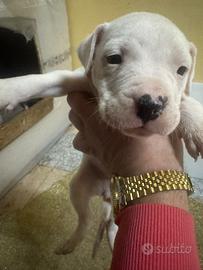 Dogo argentino