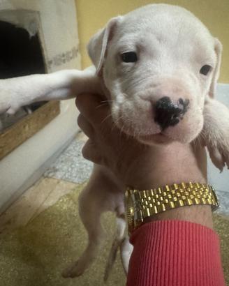 Dogo argentino