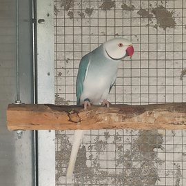 Parrocchetto del collare