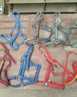Capezze lunghine e accessori per cavallo