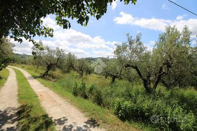 TER. AGRICOLO A MONTOPOLI DI SABINA