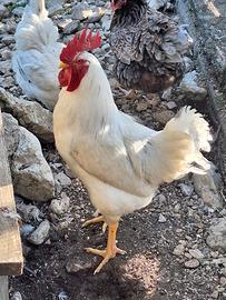 Gallo ibrido Livornese