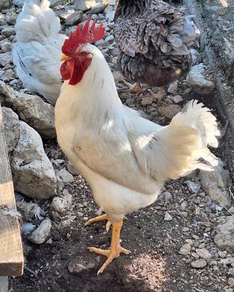 Gallo ibrido Livornese