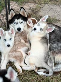 Cuccioli di siberian husky