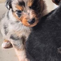 Cuccioli pastore australiano