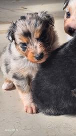 Cuccioli pastore australiano