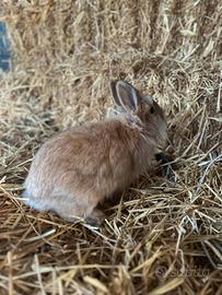 Conigli Nani Testa di Leone